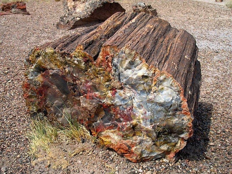 Nguồn gốc khai thác và chế tác đá petrified wood